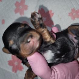 Boy 1 - Black and gold male Yorkipoo puppy in Gilbert, Arizona from Yorkie Your Soulmate Puppy