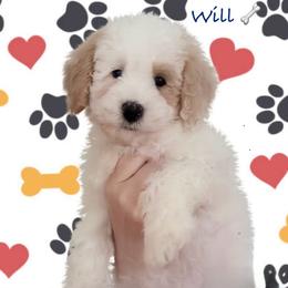 Will - Yellow and white male Bernedoodle puppy in Cartersville, Georgia from Simply Blessed Doodles