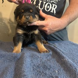 Girl 4 - Rottweiler puppy in Ohio from Vom Hause Bishop
