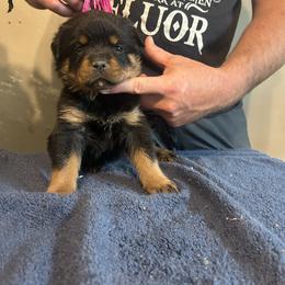 Girl 4 - Rottweiler puppy in Ohio from Vom Hause Bishop