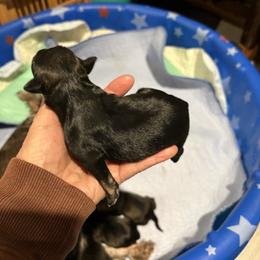 Miniature Schnauzer All Grown Up from Kathy's Mini Schnazuers