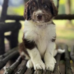 Bordoodle Puppies from Borders of Eby Eden