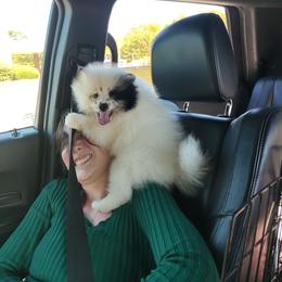 Van'Go - Black parti male Pomeranian puppy in Andrews, South Carolina from Purple Diamonds Kennel