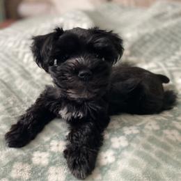 Blanche - Black female Miniature Schnauzer puppy in Sacramento, California from Hardcastle Family Schnauzer’s
