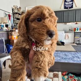 Goldie - Red  female Goldendoodle puppy in Red Oak, Iowa from Fisher Pups-Stay Golden with a Doodle