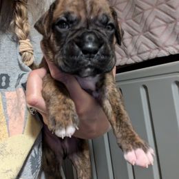Levi - Brindle Boxer puppy in Wellington, Ohio from Brinkhaven Boxers