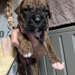 Levi - Brindle Boxer puppy in Wellington, Ohio from Brinkhaven Boxers