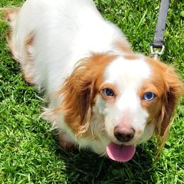 Holland - Dachshund