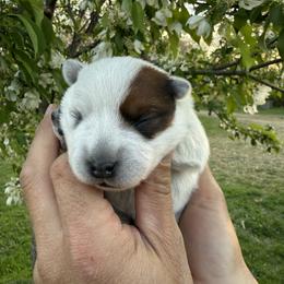Willow - Red speckled female Australian Cattle Dog puppy in Lynd, Minnesota from Diamond Falls Cattle Dogs