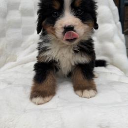 Mowgli - Black rust and white male Bernese Mountain Dog puppy in Carroll County, Virginia from Blue Ridge Bernese