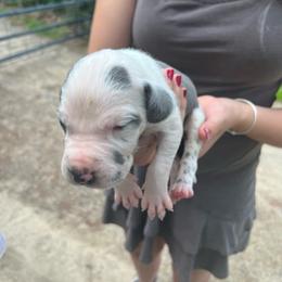 Starbuck - Blue and white female Great Dane puppy in Marlow, New Hampshire from Fox Hill Danes