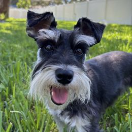 Echo - Miniature Schnauzer