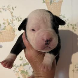 Girl 1 - female Alapaha Blue Blood Bulldog puppy in Grafton, Ohio from Eclipse Alapaha Kennels