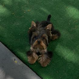 Peter - Black and tan male Yorkshire Terrier puppy in Kissimmee, Florida from Bebe AKC Puppies