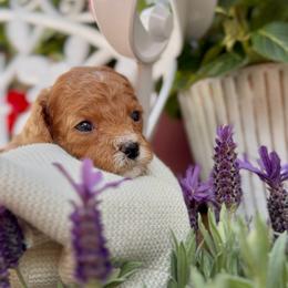 Clover - Apricot female Cavapoo puppy in Arlington, Texas from Van Haselen Poodles and Doodles
