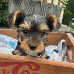 Reggie - Black and tan male Yorkshire Terrier puppy in Kennewick, Washington from Lisa’s Little Yorkies