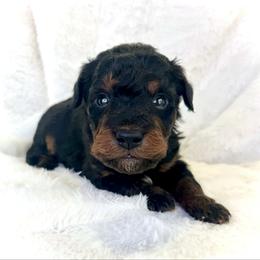 Canyon - Black phantom male Aussiedoodle puppy in Paoli, Indiana from Brambleberry Doodles
