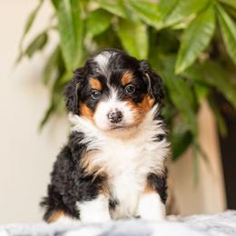 Mocha - Black tri-color male Aussiedoodle puppy in Tonopah, Arizona from Kae's Kennels
