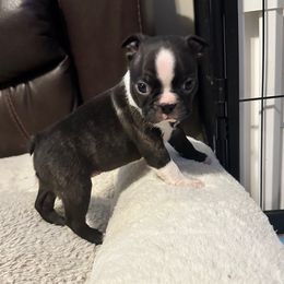 Aspen Girl 2 - Black and white female Boston Terrier puppy in Brookville, Ohio from Best Friend Bostons