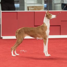 Iris - Ibizan Hound
