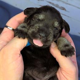 Dorothy - Salt and pepper female Miniature Schnauzer puppy in Coarsegold, California from Halo Schnauzer