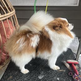 Crumb - Pomeranian