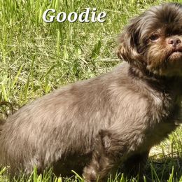 Goodie - Shih Tzu
