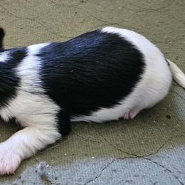 Cody - Black tan and white male Biewer Terrier puppy in Jamesville, New York from Mark Carfagno's Pups