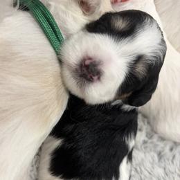 Abby - Parti female Miniature Schnauzer puppy in Corona, California from 92882 Schnauzerville