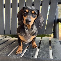 Rosie - Dachshund
