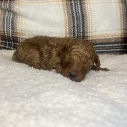 Zyphyr - Red  male Poodle puppy in Quitman, Mississippi from P&D Palace