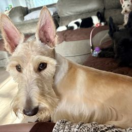 Jagger - Scottish Terrier