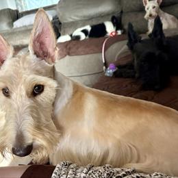 Jagger - Scottish Terrier