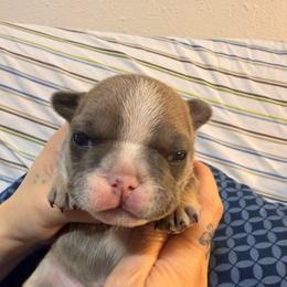 Boy 2 - Blue male French Bulldog puppy in Spanaway, Washington from Frog Faced Frenchies