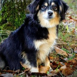 Charlotte - Toy Australian Shepherd