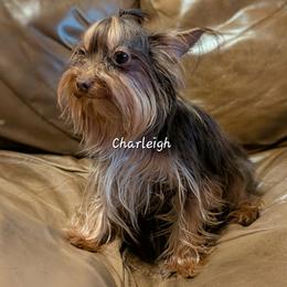 Charleigh - Yorkshire Terrier