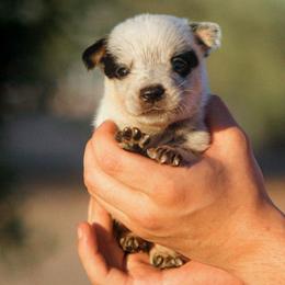 Gandalf (AKC) - Blue male Australian Cattle Dog puppy in Marana, Arizona from Impact 3rd Australian Cattle Dogs