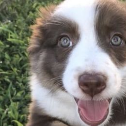 Aussiedoodles and Australian Shepherds from Springhill Hog and Cattle Co.