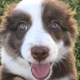 Aussiedoodles and Australian Shepherds from Springhill Hog and Cattle Co.