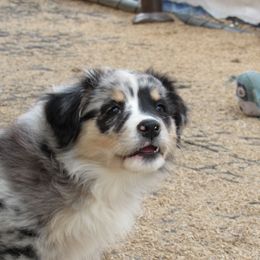 Breezy - Blue merle Australian Shepherd puppy in Sonoita, Arizona from Gardner Canyon Kennels