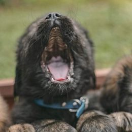 Neapolitan Mastiff and Tibetan Mastiff Puppies from Carolina Coastal Mastinos