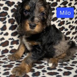 Milo - Merle male Bernedoodle puppy in Battle Creek, Michigan from T-Rose’s Bernedoodle & Pomsky Puppies