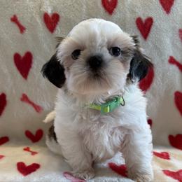 Akc - Red and white female Shih Tzu puppy in Long Beach, California from Prieto Shih-Tzu's