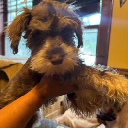 Rex (red collar) - Liver male Miniature Schnauzer puppy in Chicago, Illinois from Cuddly Cutts Pets