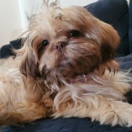 Franny - Shih Tzu