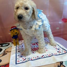 Georgette Frady - White female Poodle puppy in Mobile, Alabama from Semmy’s Standard Poodle LLC