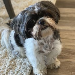 Snooky - Shih Tzu