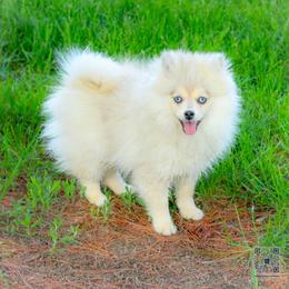 Pearl-Silver Merle Mini - Merle female Pomsky puppy in Bremen, Indiana from AMS Pomeranians and Pomskies in Indiana