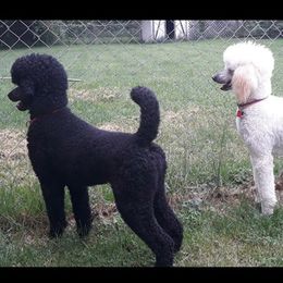 Poodles from Dreamers Poodles