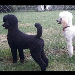 Poodles from Dreamers Poodles
